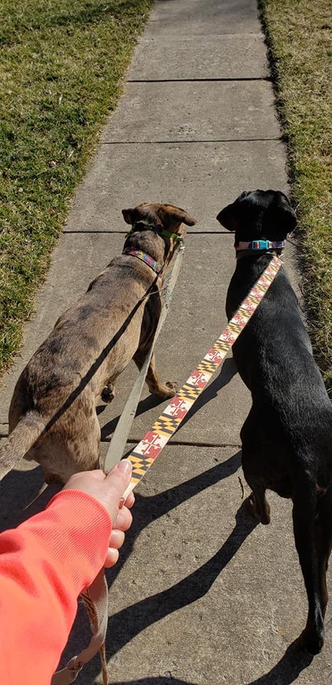 Pet cared for by Pet Sitter Frederick in Frederick MD