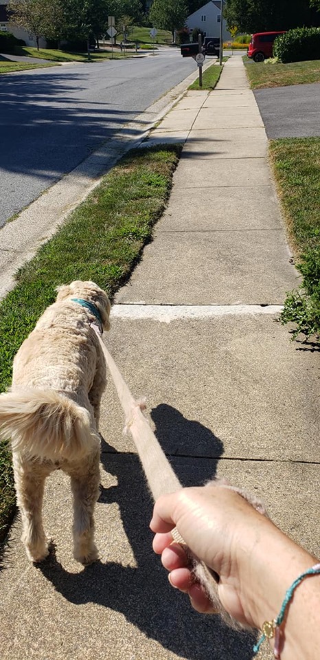 Pet cared for by Pet Sitter Frederick in Frederick MD