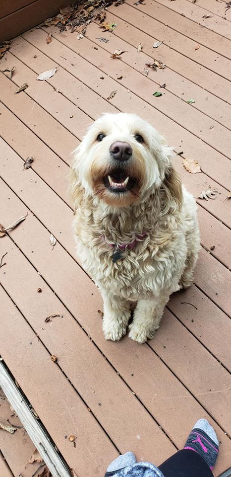 Pet cared for by Pet Sitter Frederick in Frederick MD