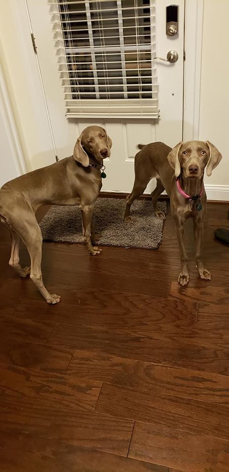 Pet cared for by Pet Sitter Frederick in Frederick MD