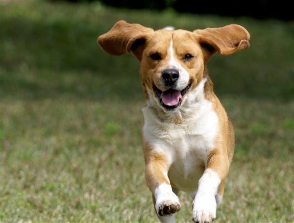 4 Tips to Manage Your New Pet and Your Growing Business Like a Pro