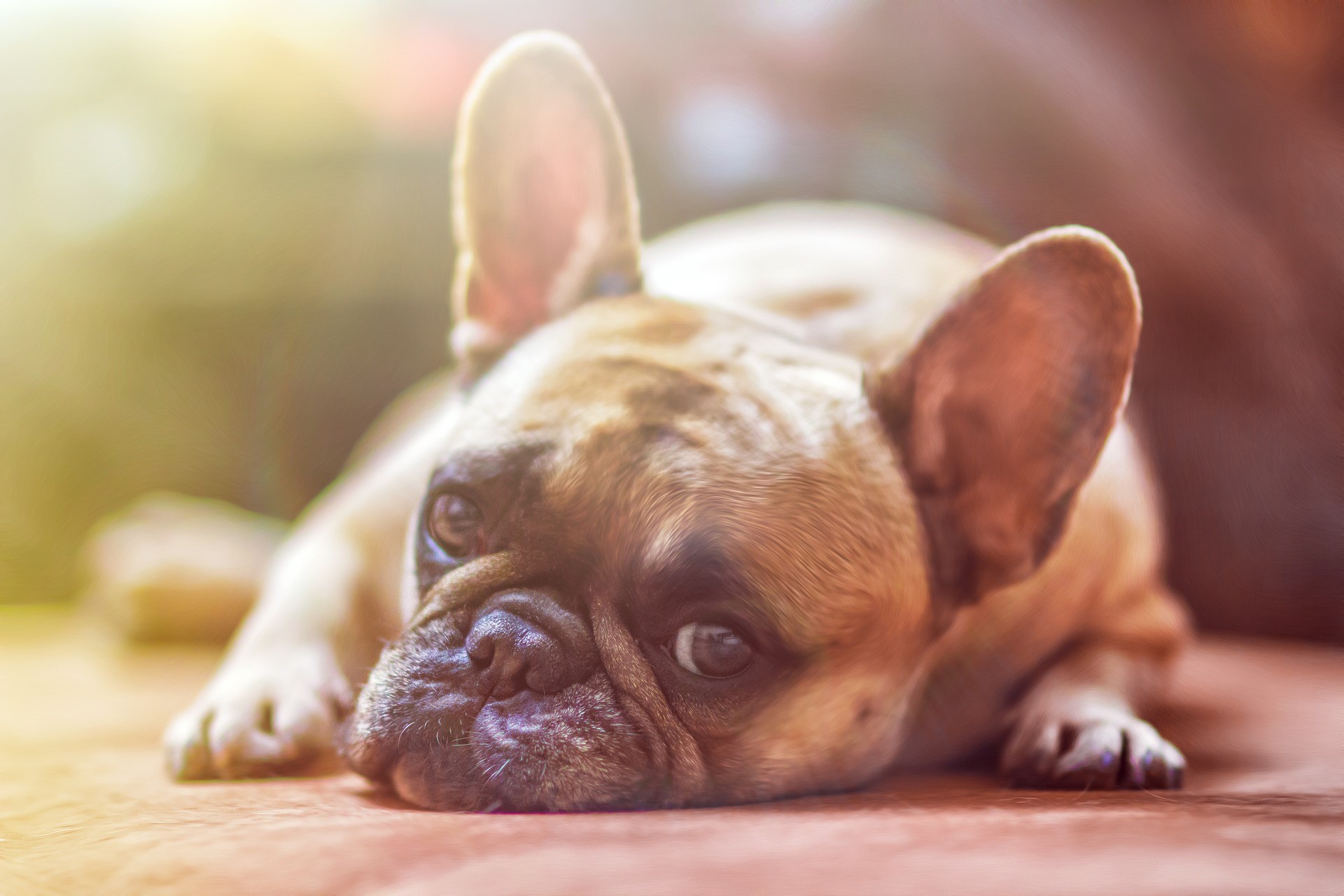 First-Time Pet Owners | What You Need to Know