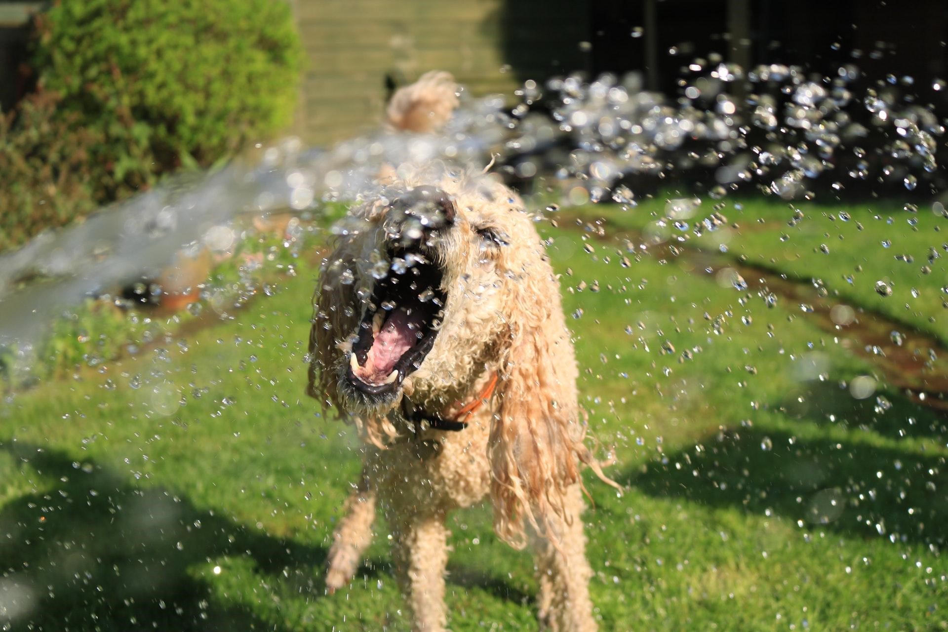 Fundamental Tips for Keeping Your Dog Healthy and Happy During Summer