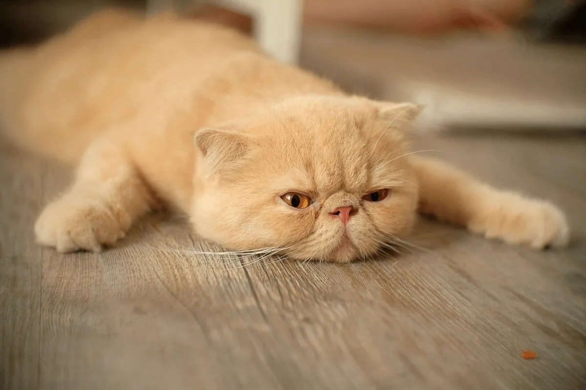 6 Helpful Ways to Make a Lazy Cat Active