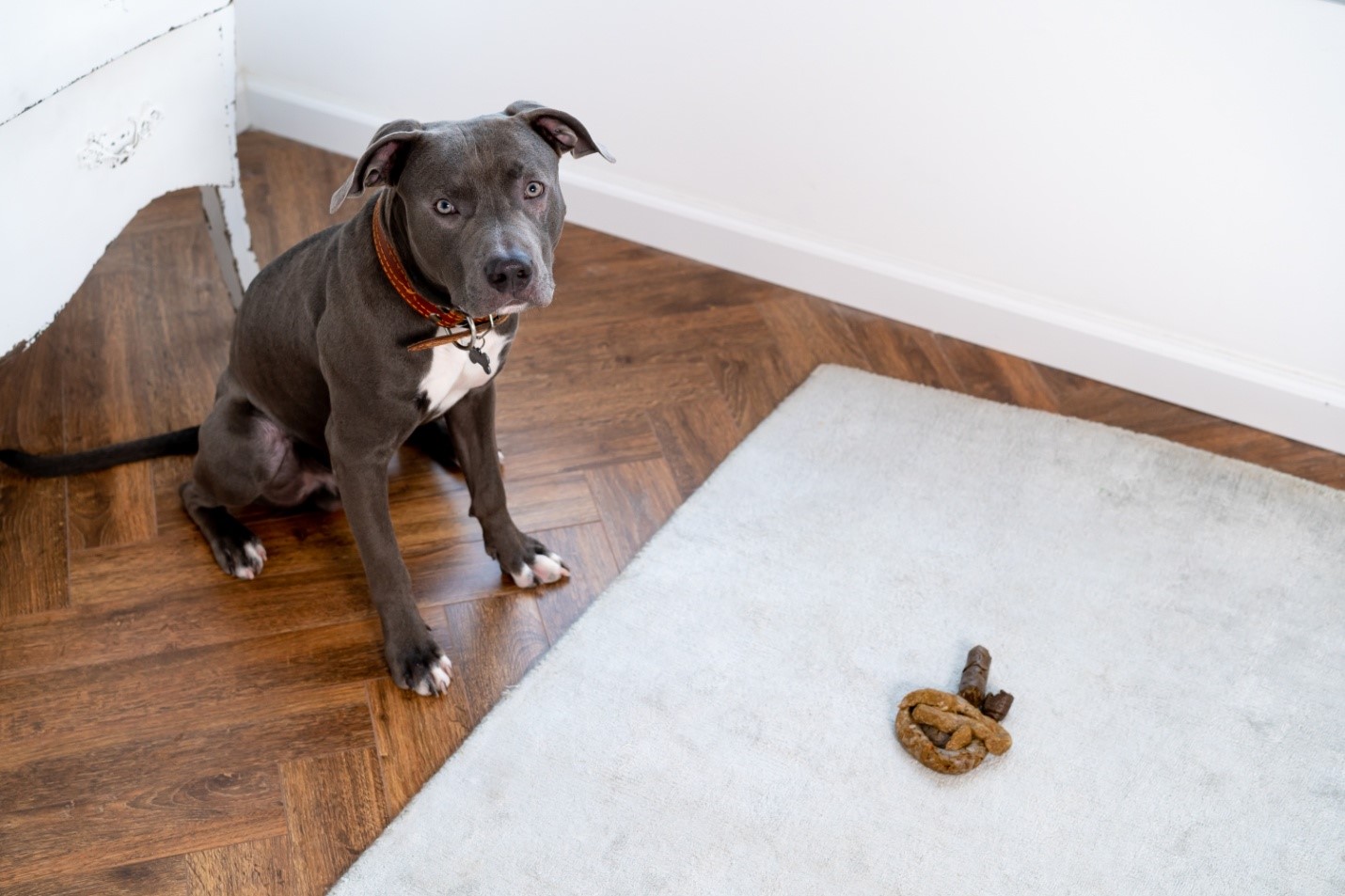 Why Is My Dog Suddenly Pooping in the House? 8 Causes & How to Stop It