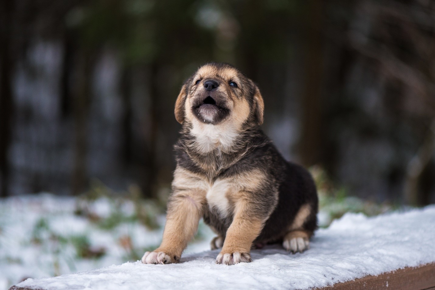 9 Ways to Keep Your German Shepherd Puppies Healthy