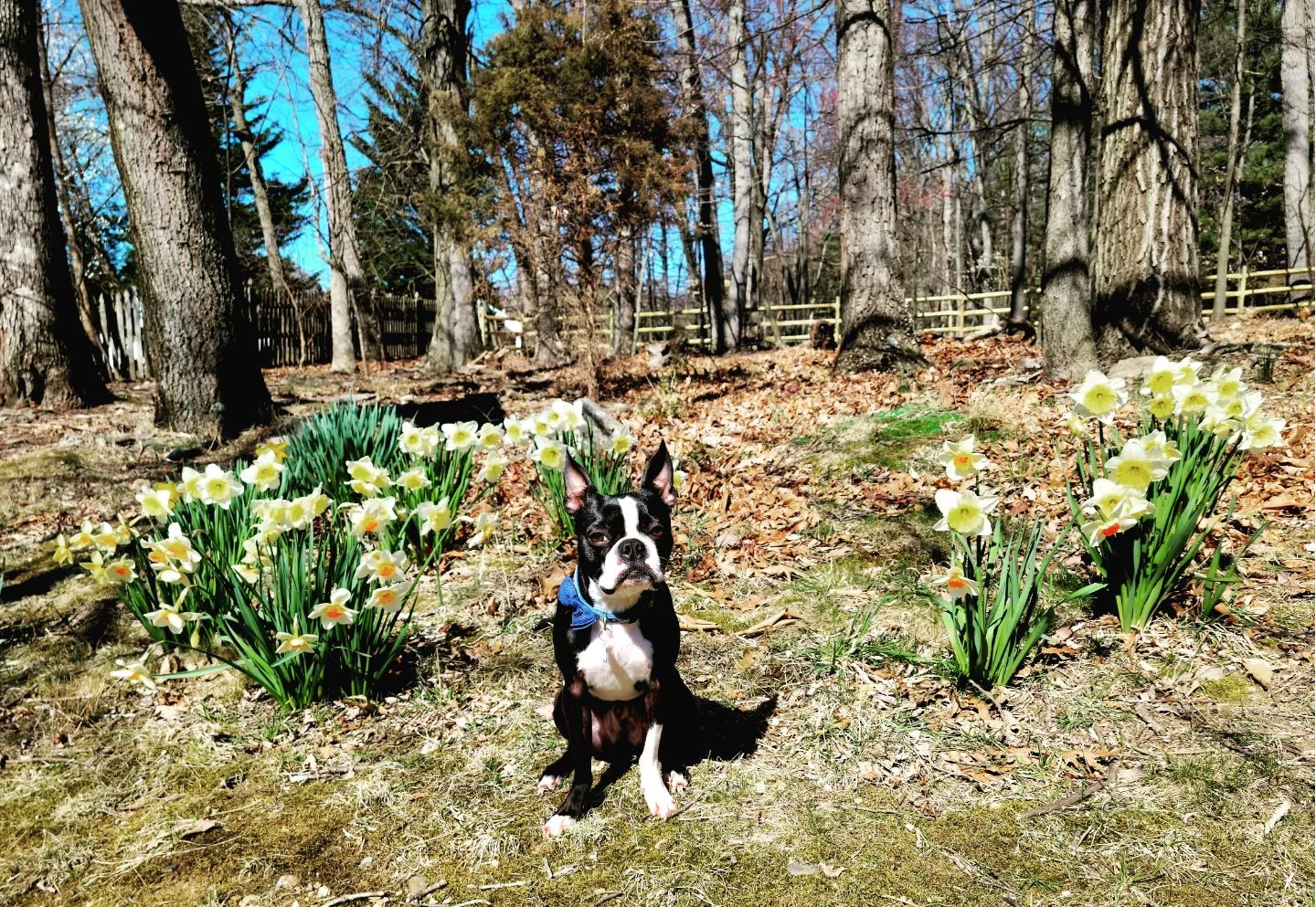 Can Dogs Get Seasonal Allergies? A Comprehensive Guide