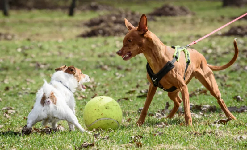 What to Do If an Off-Leash Dog Approaches While You’re Walking a Dog