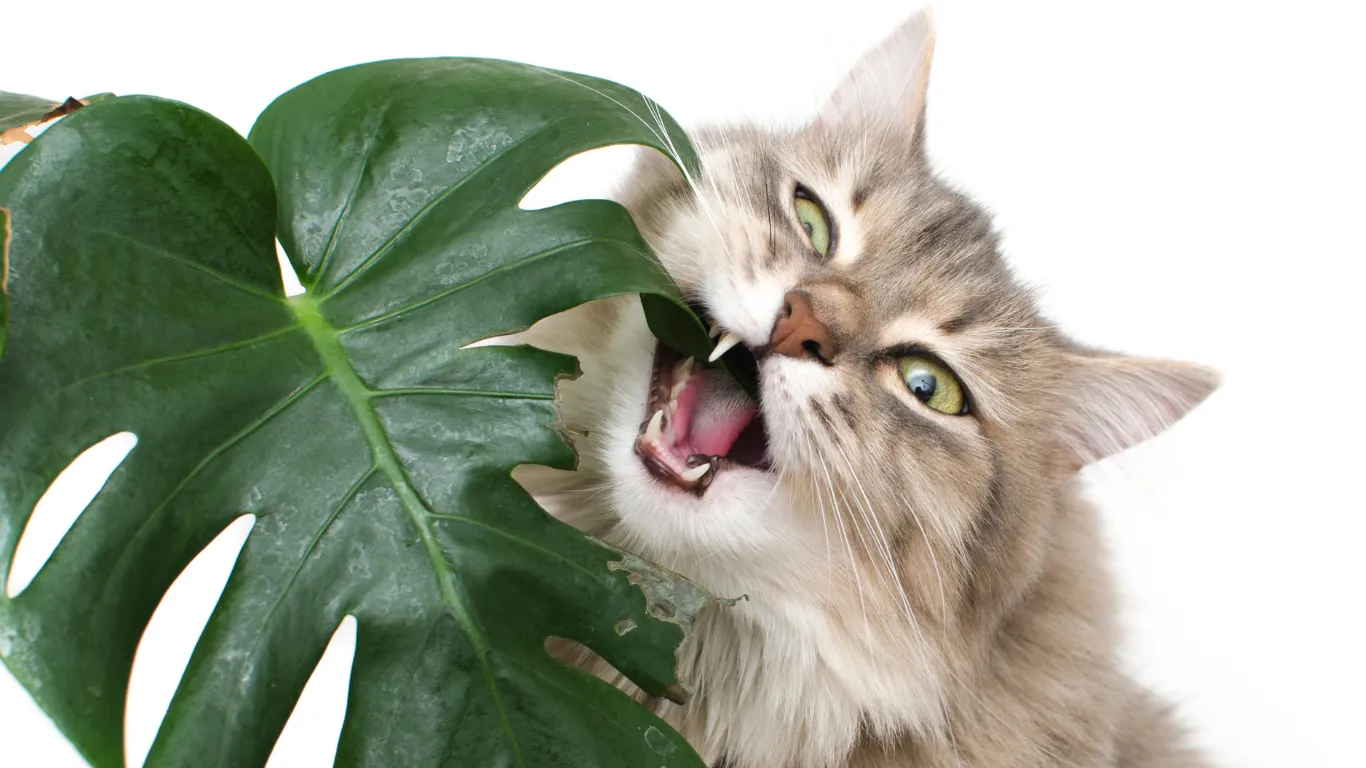 A Paws-itive Guide to Keeping Your Cat Away from Your Plants