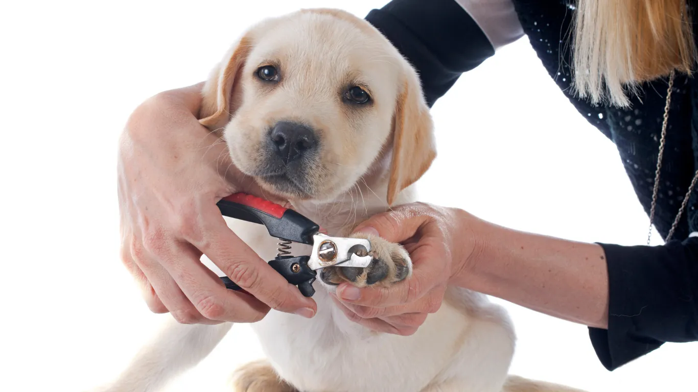 A Step-By-Step Guide: The Best Ways to Clip Your Dog's Nails