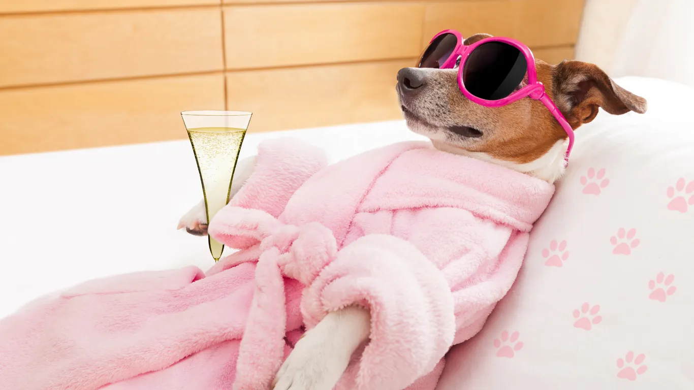 How to Give Your Dog a Spa Day at Home
