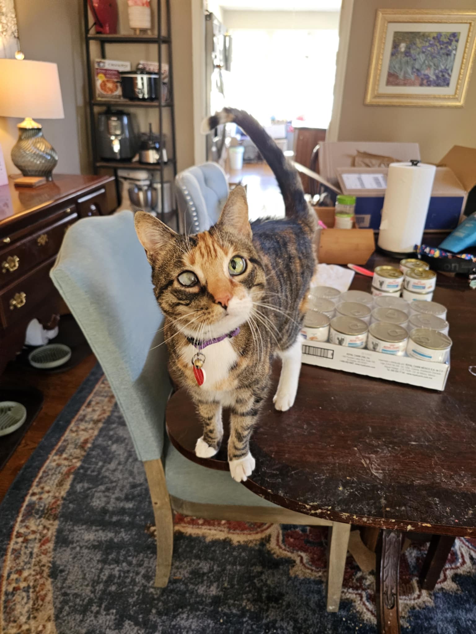 Pet cared for by Pet Sitter Frederick in Frederick MD