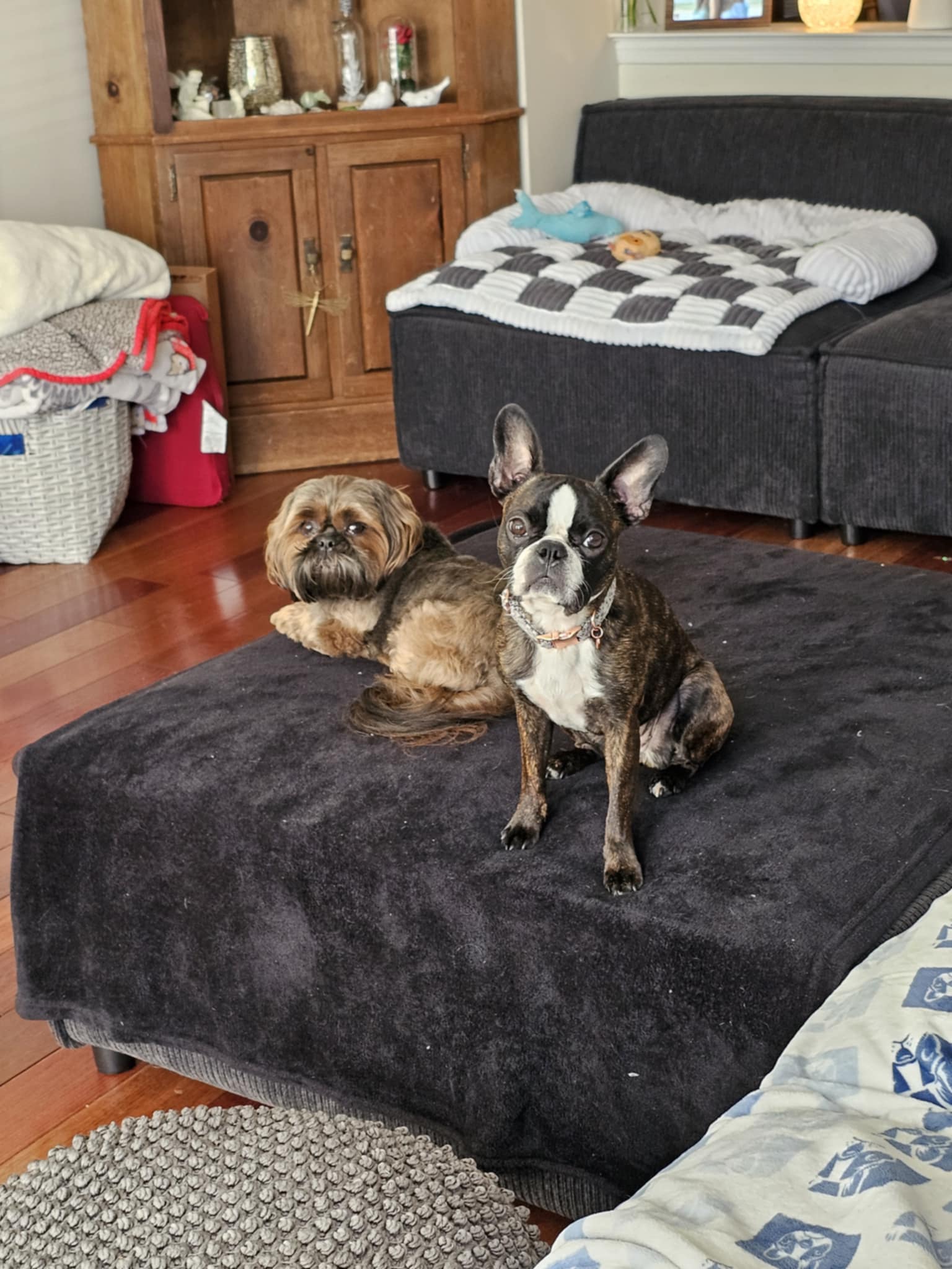 Pet cared for by Pet Sitter Frederick in Frederick MD