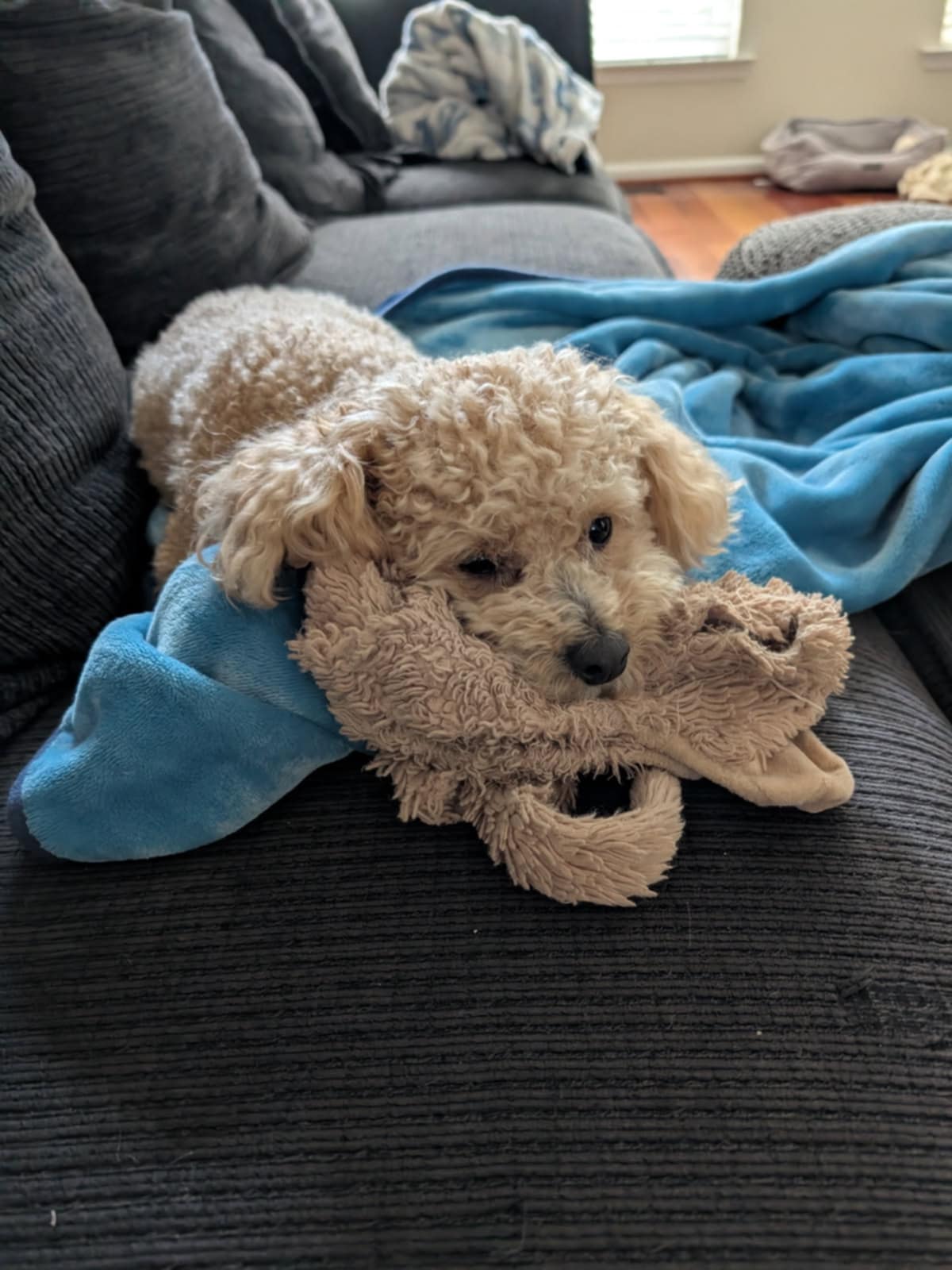 Pet cared for by Pet Sitter Frederick in Frederick MD