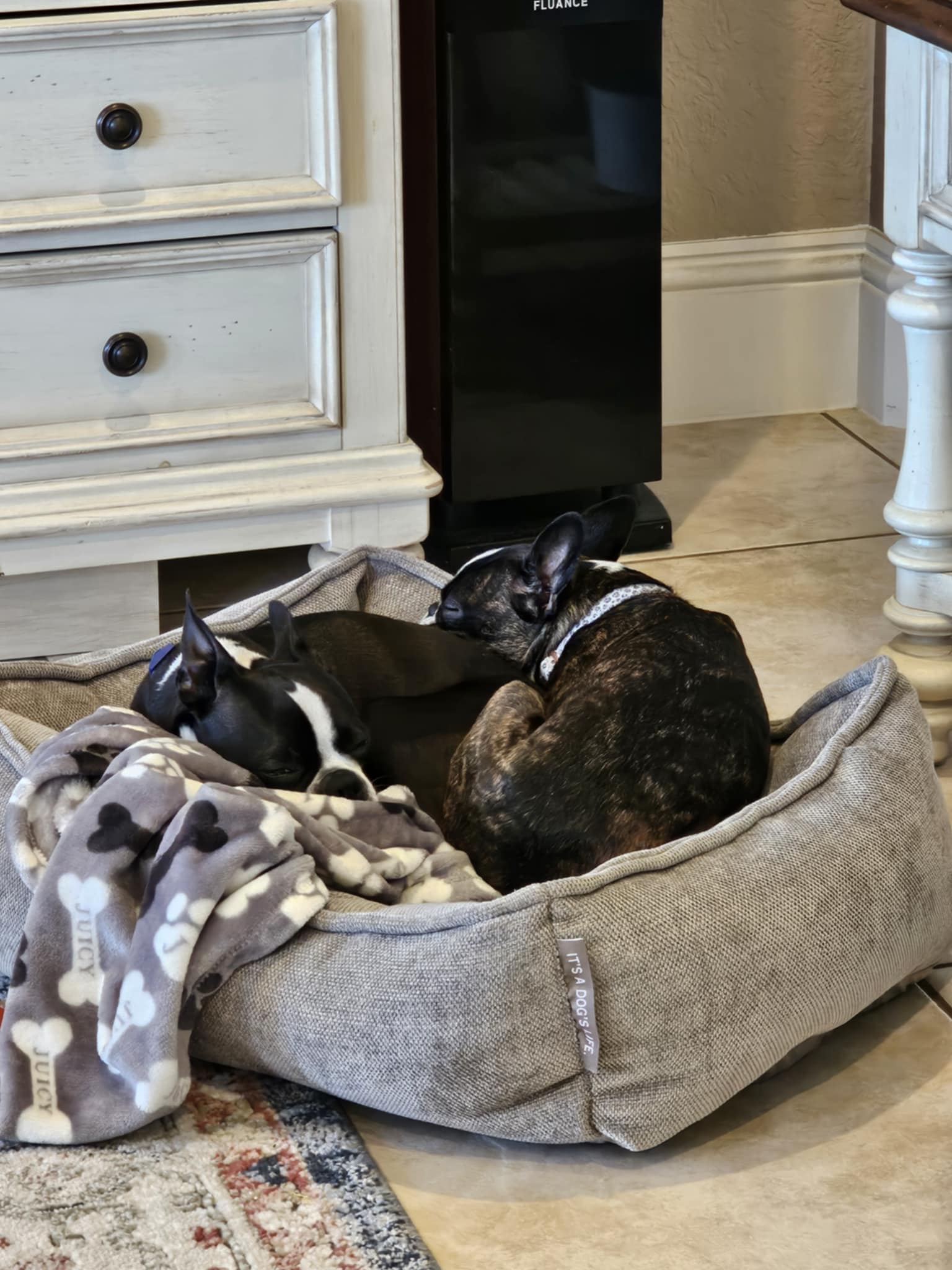 Pet cared for by Pet Sitter Frederick in Frederick MD